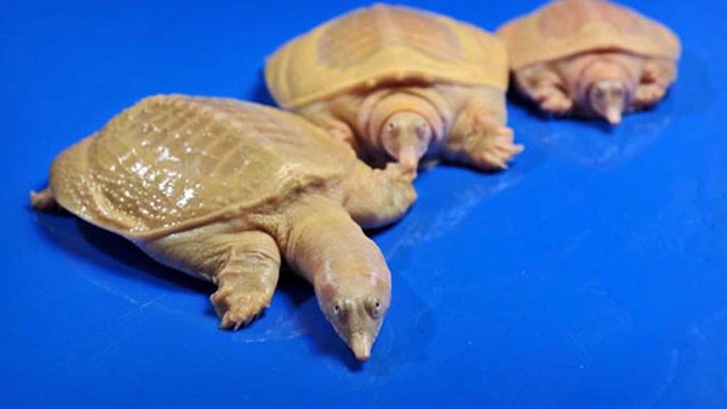 Tortugas albinas