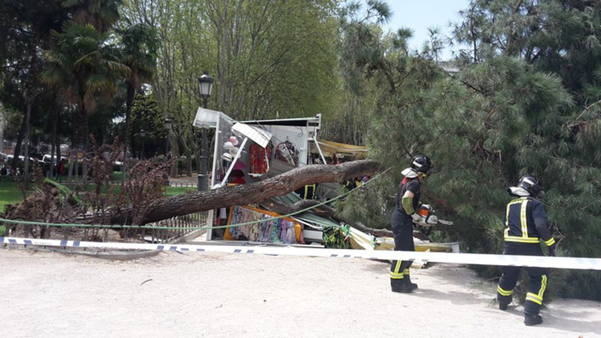 Cae un árbol en la Plaza de España de Madrid
