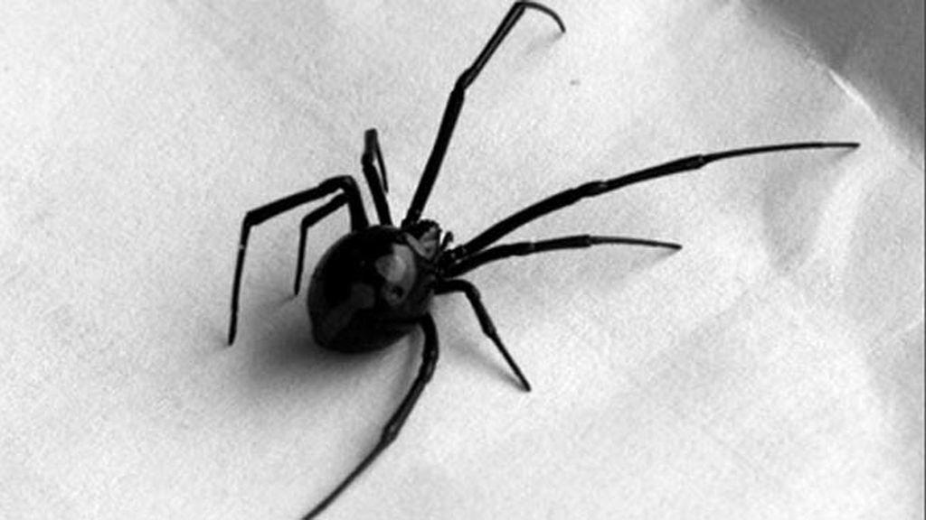 Las 10 picaduras más dolorosas 'made in Spain'