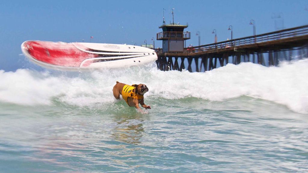 Mascotas que cambian su collar por una tabla de surf