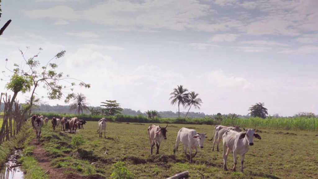 El vaquero del paraíso
