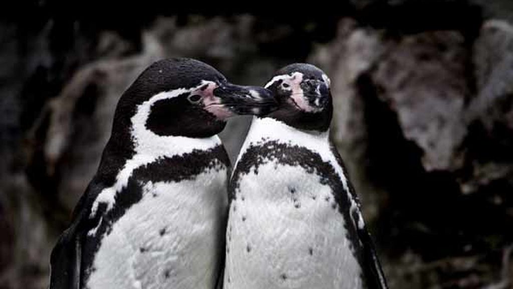 Una pareja de pingüinos muestra su amor frente a la cámara