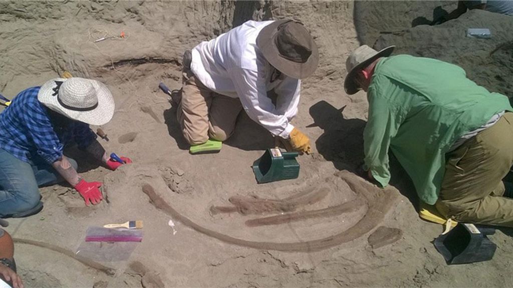 Hallan en EEUU un enorme cráneo de un Tiranosaurio rex