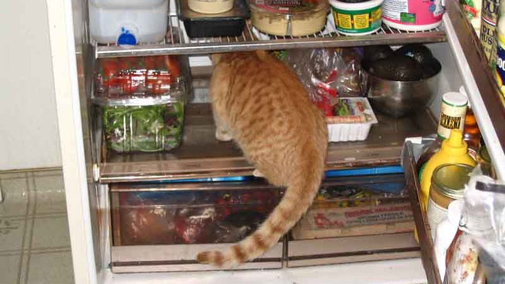 En busca de comida
