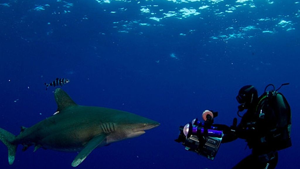 Cita con el tiburón oceánico: ¡Desafío conseguido!