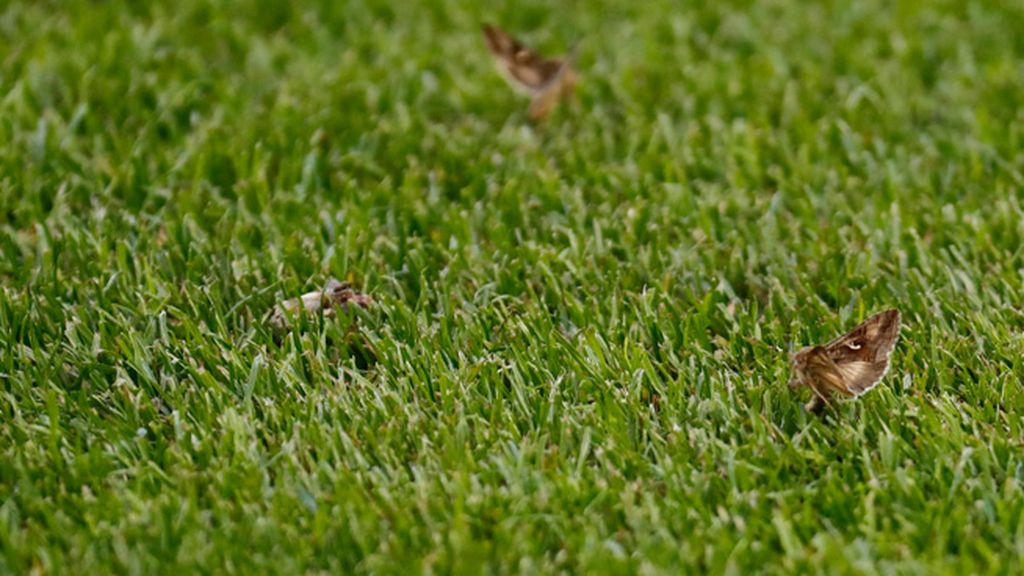 Collina y Deschamps, 'atacados' por los insectos