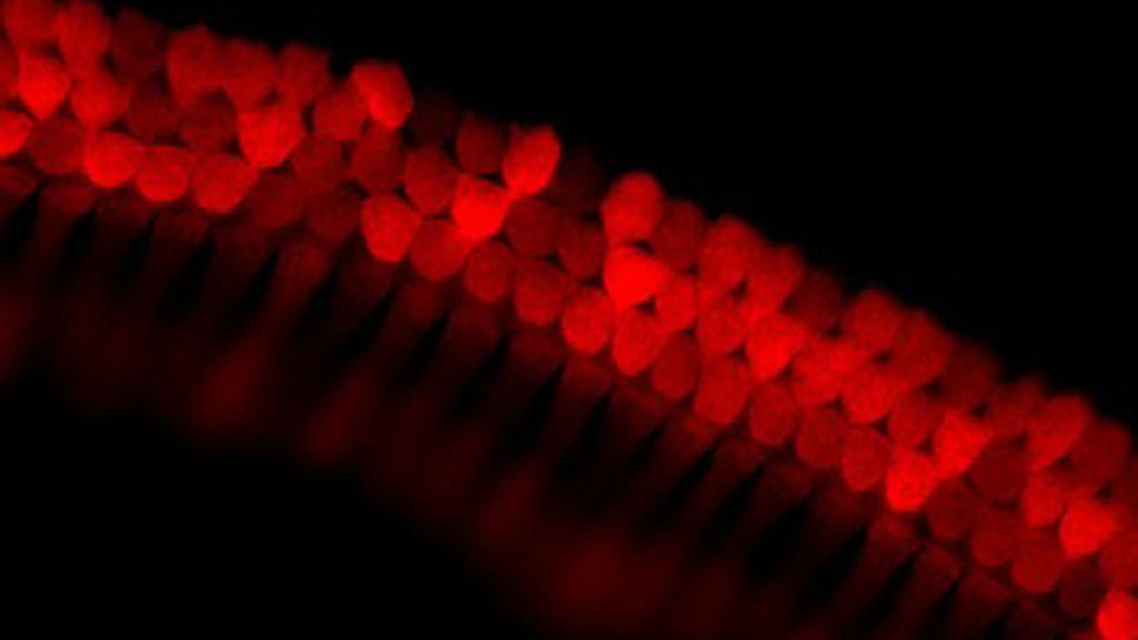 Virus, parásitos y bacterias a la vista del ojo