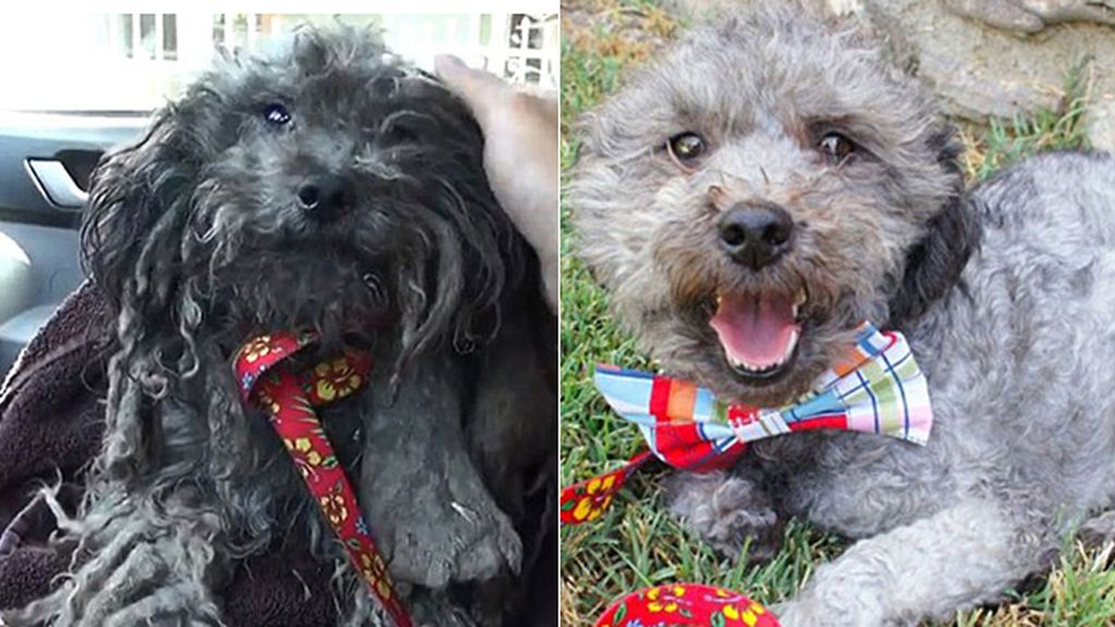Perros antes y después de ser rescatados