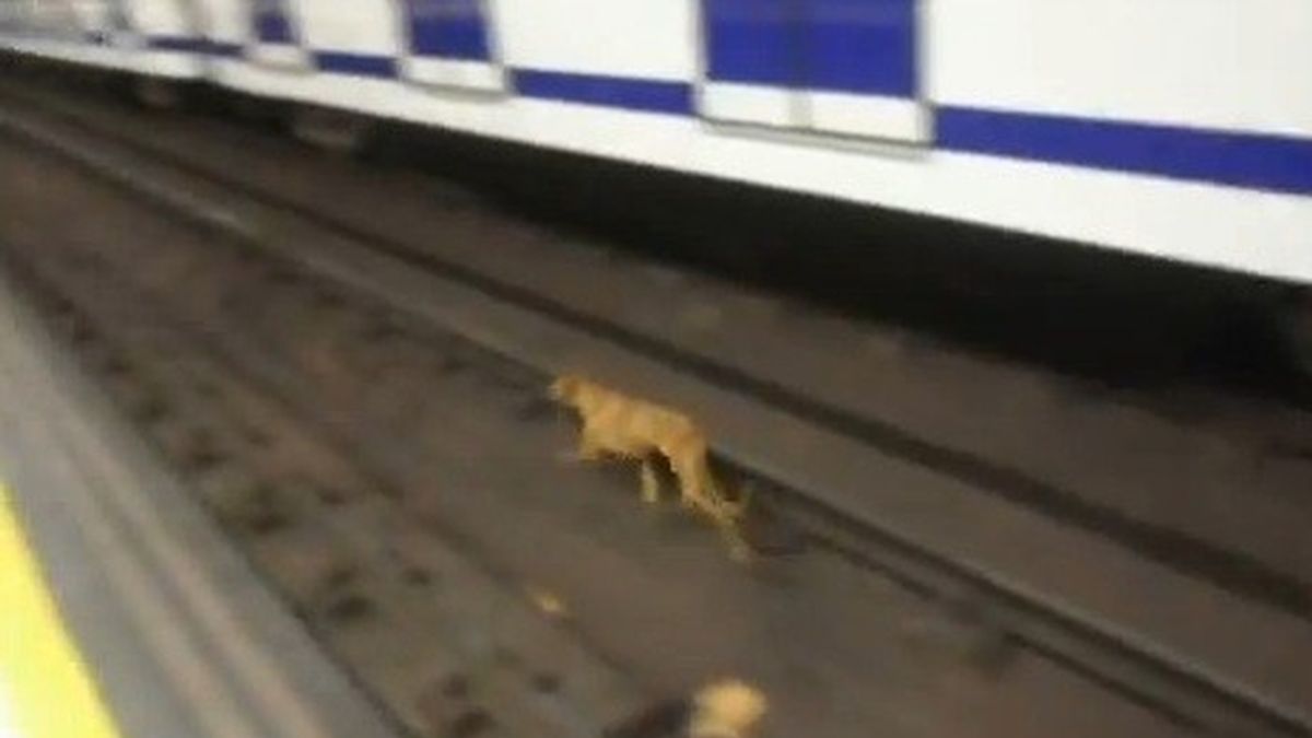 Varias protectoras de animales denuncian que Metro de Madrid no les dejó entrar para rescatar a una perra perdida