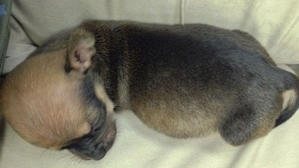 Un chihuahua sin patas delanteras se hace viral en Instagram