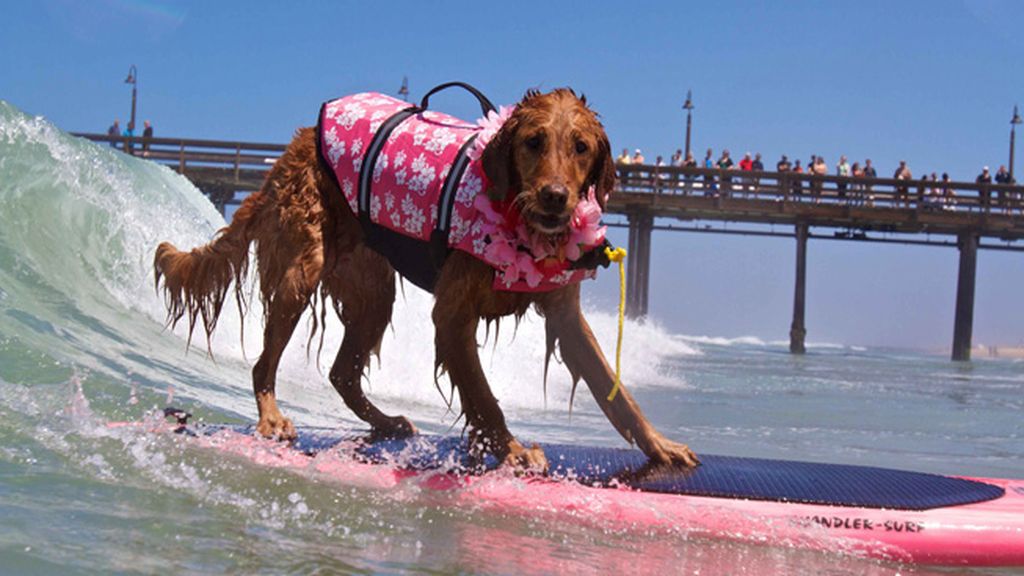 Mascotas que cambian su collar por una tabla de surf