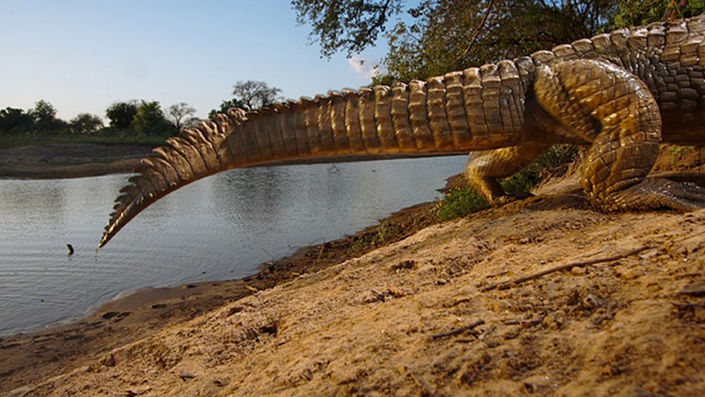 Increíbles imágenes del mundo salvaje