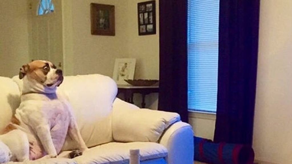 Las ocurrencias de estos animales no tienen límites