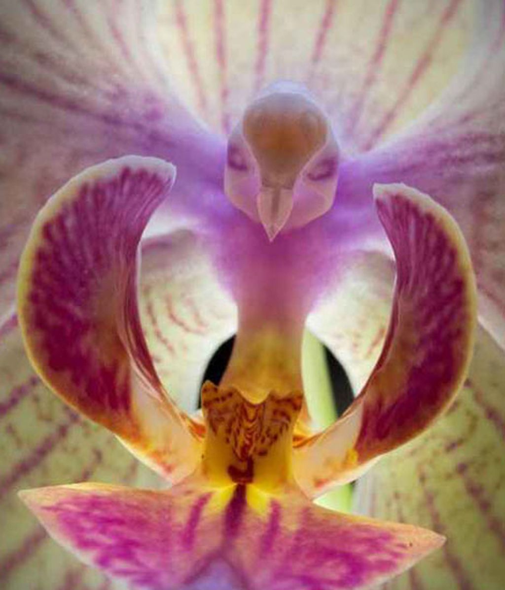 Formas que se esconden en flores