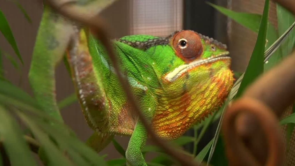 La selva en casa, Programa 4