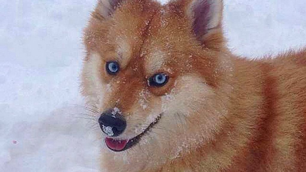 Pomsky Pomsky