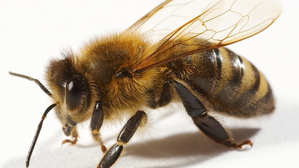 Las 10 picaduras más dolorosas 'made in Spain'