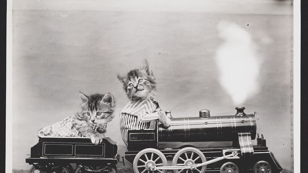 A estos gatitos les falta hablar