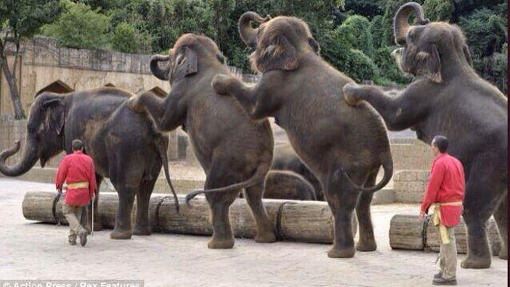 “Llegan las primeras reacciones internacionales desde Botswana: ¡Conga!”