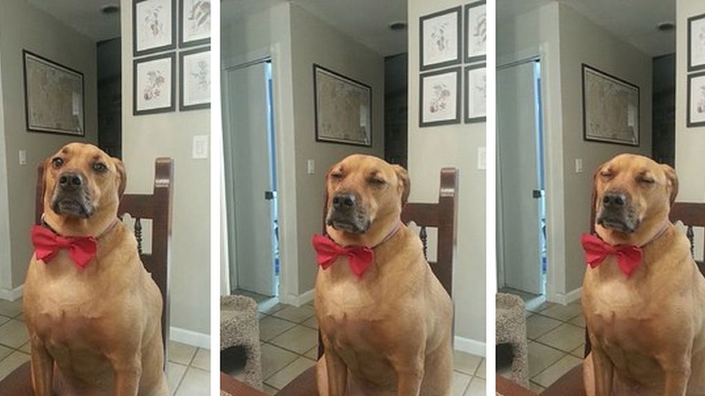 Las ocurrencias de estos animales no tienen límites