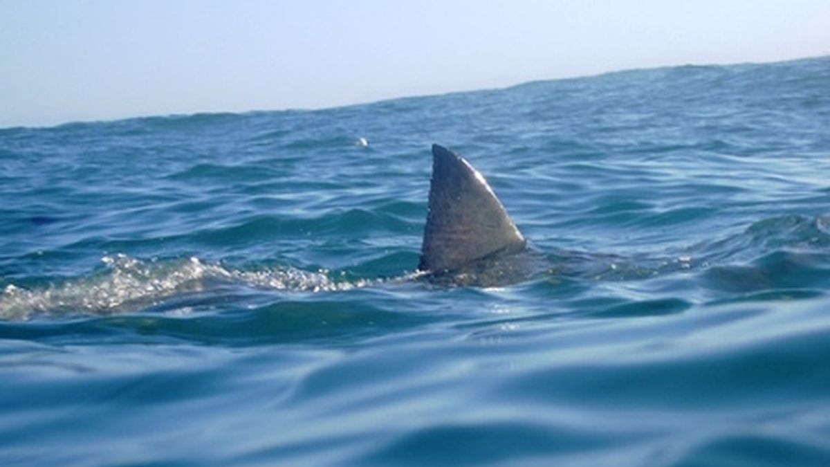 El tiburón mordió el brazo del hombre que practicaba surf en horario nocturno. Tiró de su extremidad, mientras trataba de arrastrarlo bajo la tabla.