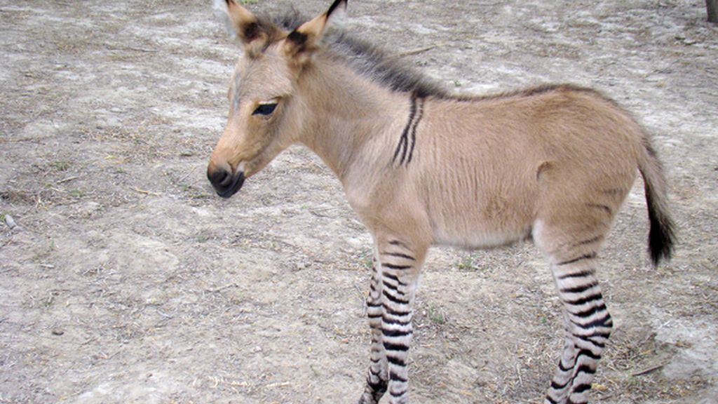 Nace el primer cebrasno en México