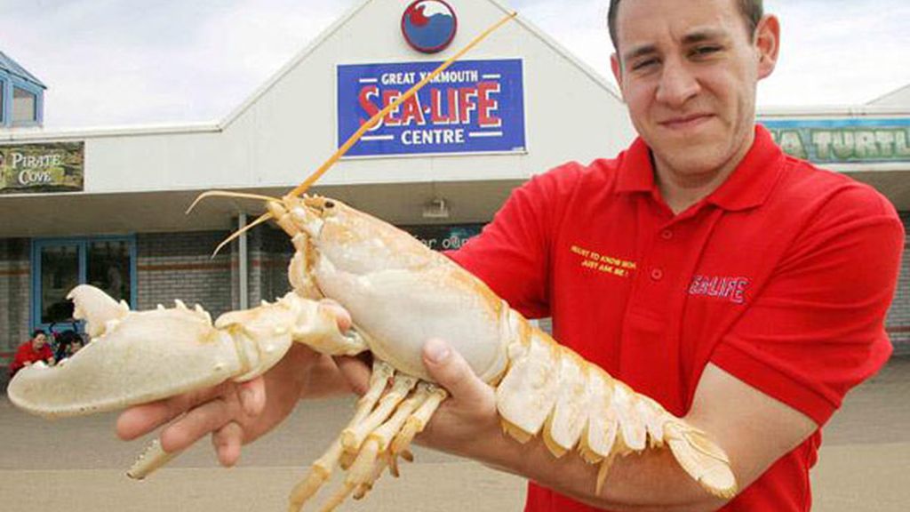 El albinismo en el mundo animal