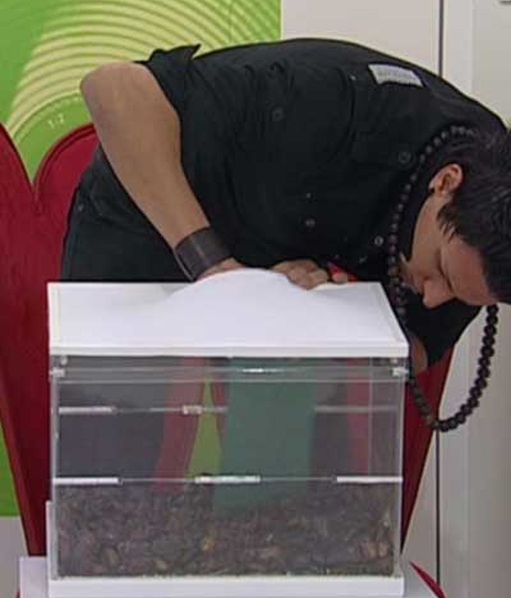 Nominaciones entre 'bichos'