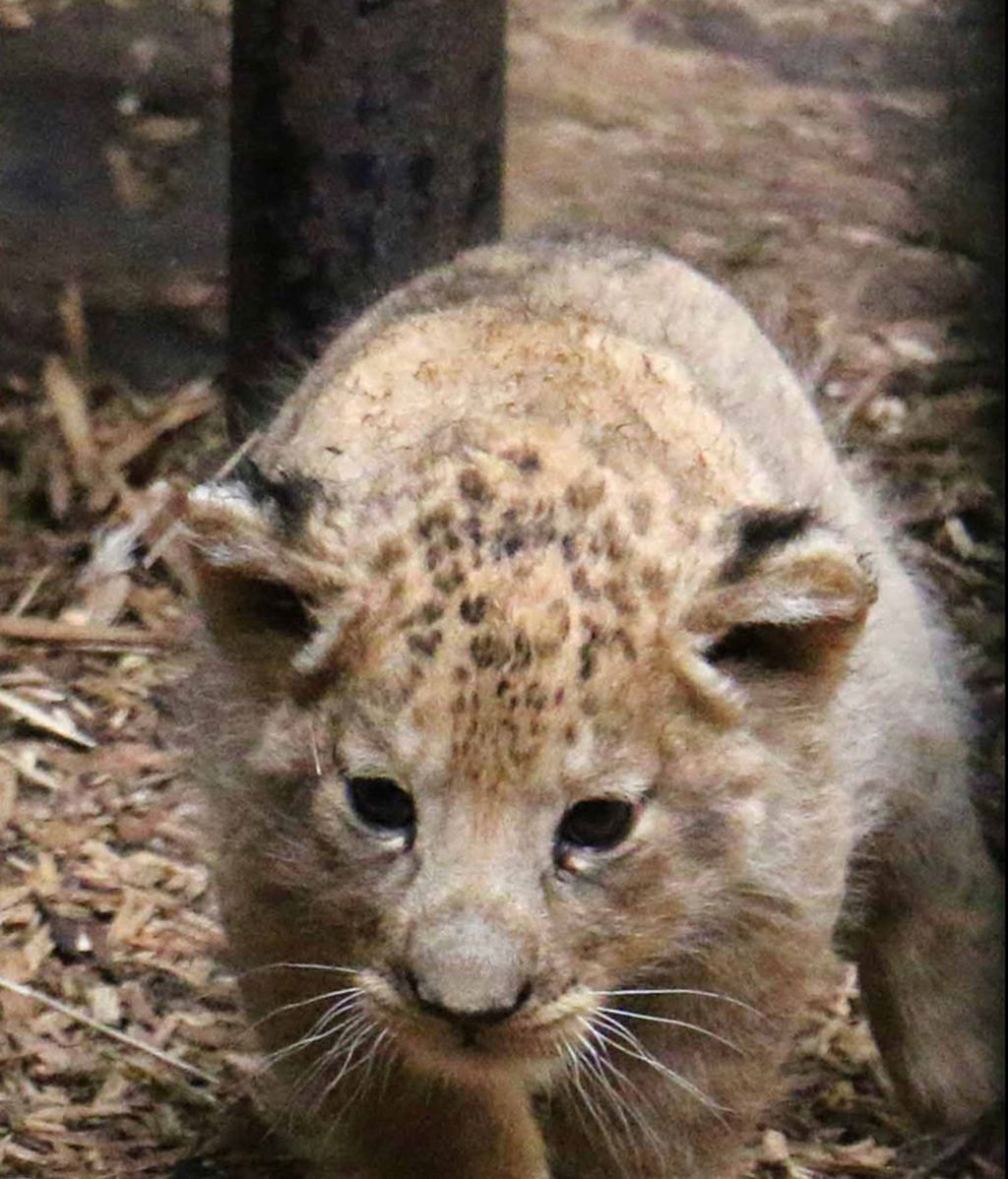Dicen que los leones son peligrosos, pero viendo a estos cachorrillos no pensarás lo mismo
