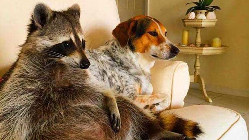 Pumpkin, el mapache que se cree un perro