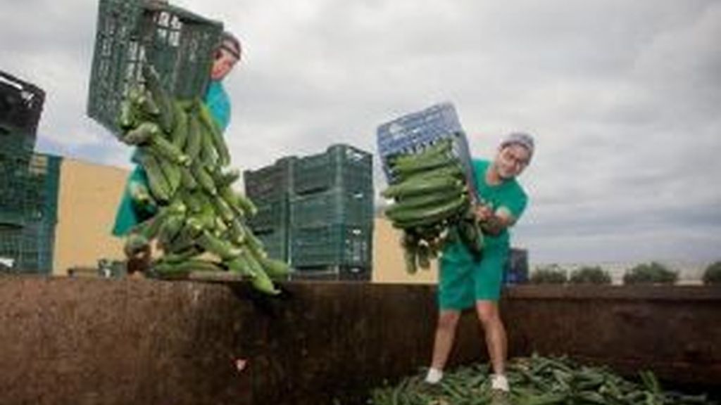 La crisis de los pepinos. Foto: EFE. La crisis de los pepinos. Foto: EFE.