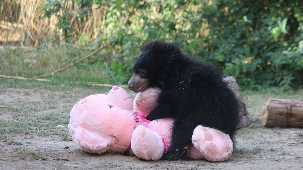 Separados de su madre al nacer, crecen al calor de un juguete