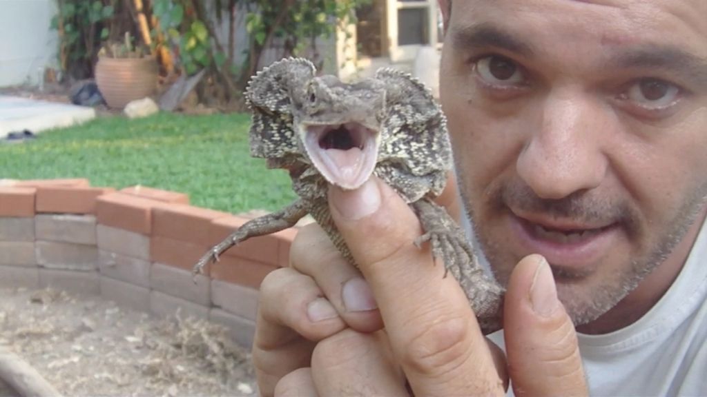 Frank encuentra camellos, caimanes y leones en su viaje por España