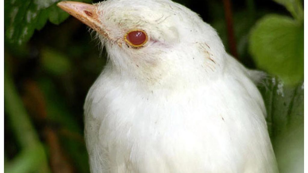 El albinismo en el mundo animal