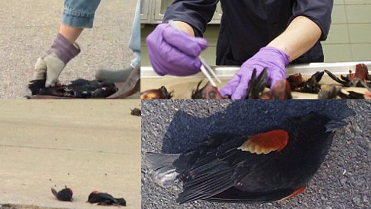 Pájaros muertos en Arkansas Pájaros muertos en Arkansas