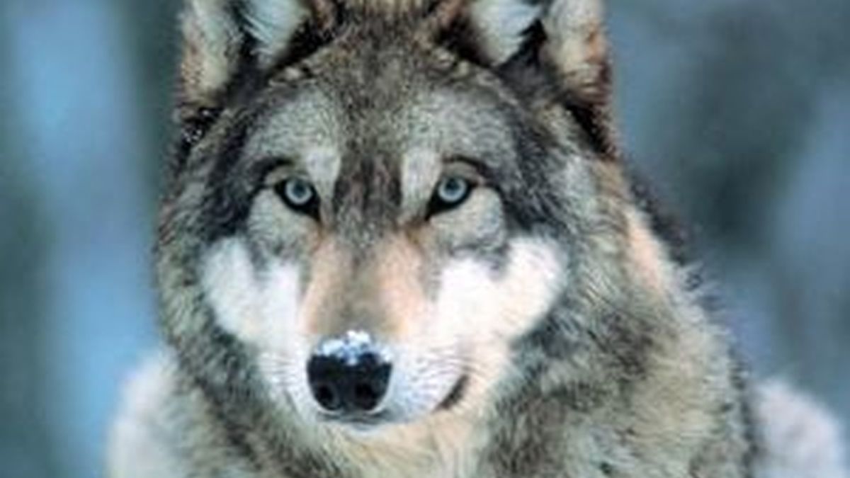 Los híbridos se asemejan a los lobos, incluso aúllan como animales salvajes.