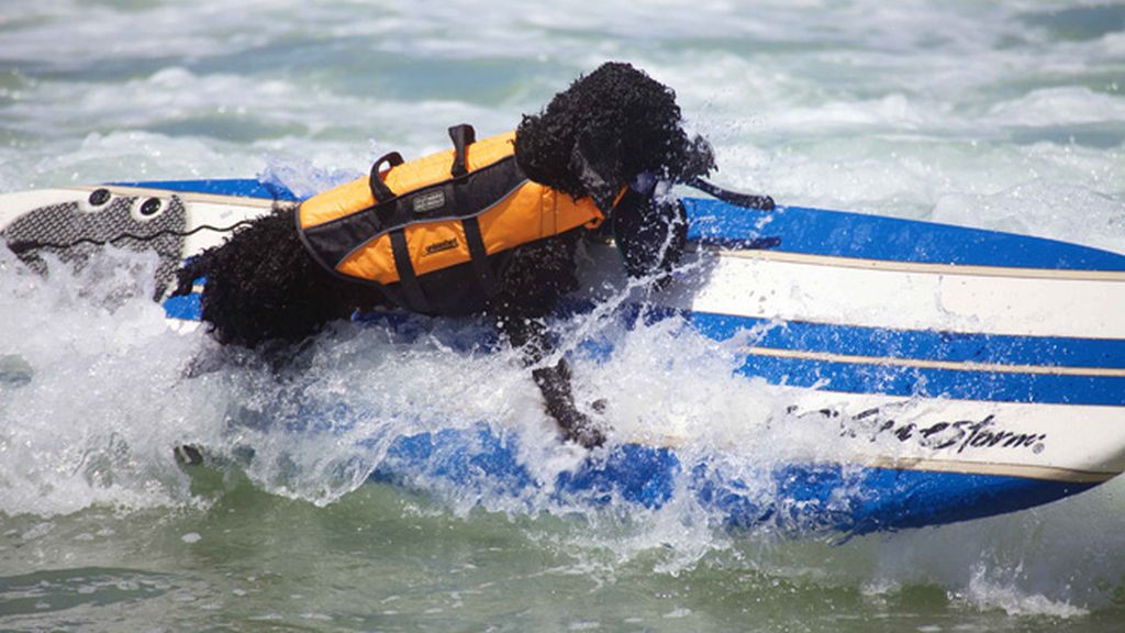 Mascotas que cambian su collar por una tabla de surf