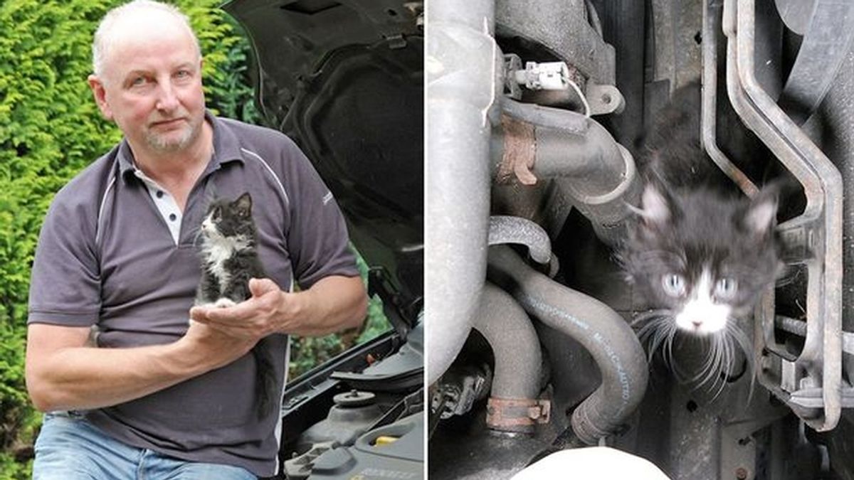 Encuentra un gato dentro del motor de su coche