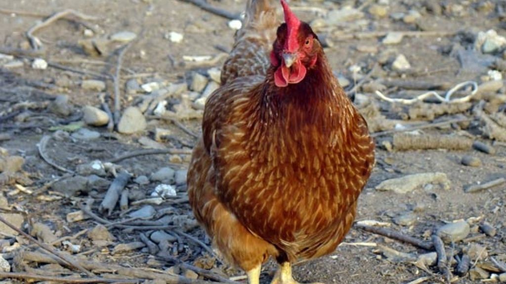 La "super gallina"