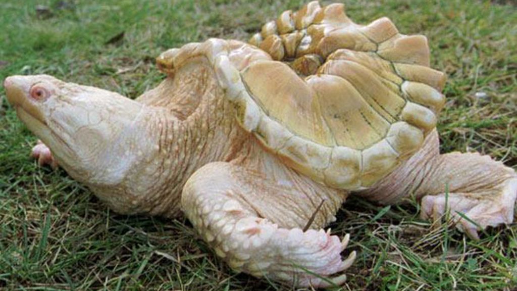 El albinismo en el mundo animal