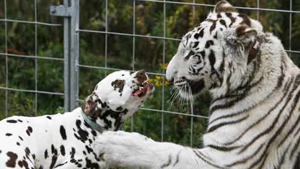 Cariño animal