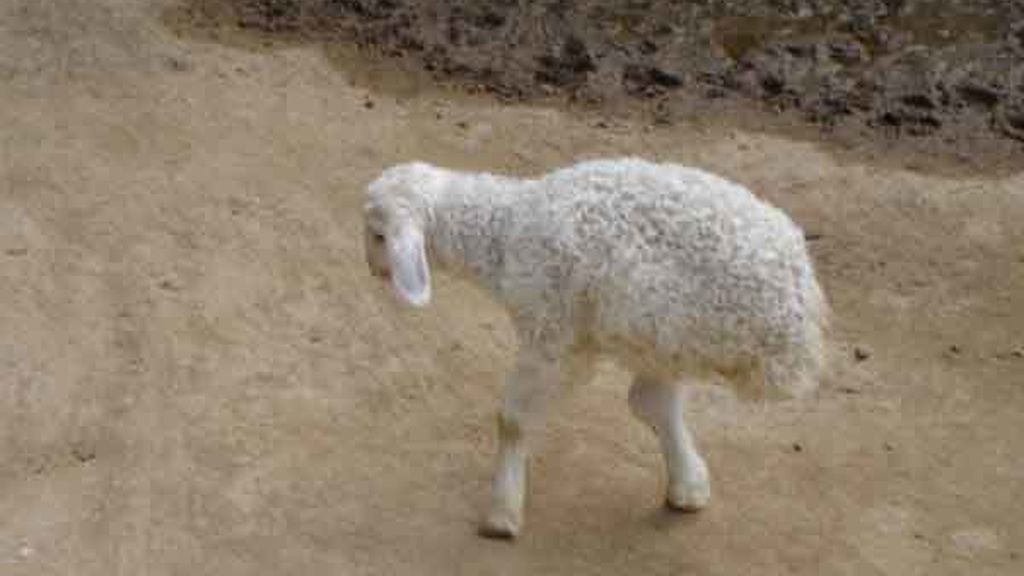 La oveja china con dos patas