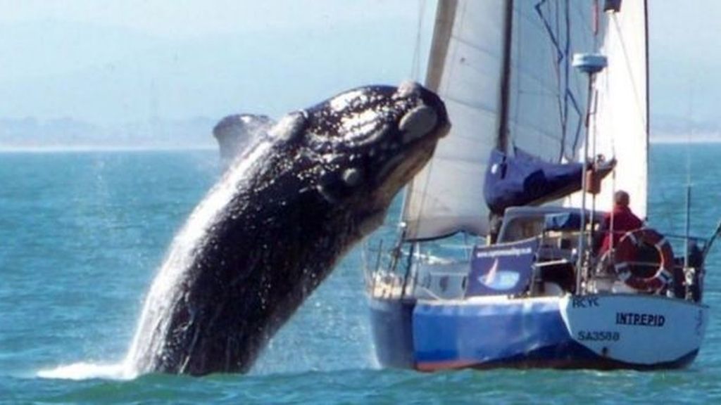 El ataque brutal de la ballena