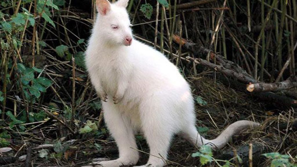 El albinismo en el mundo animal