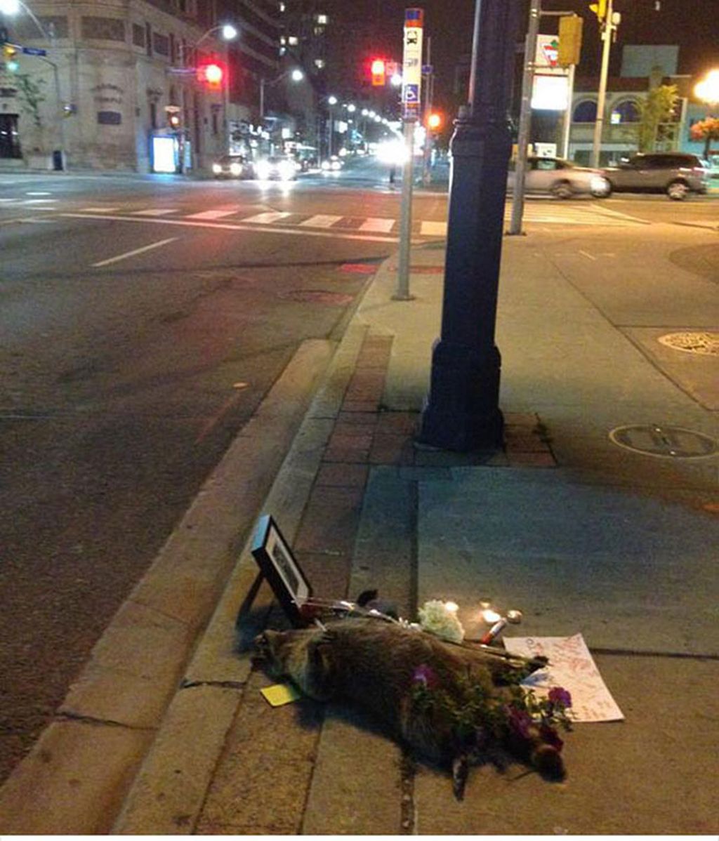 Toronto se vuelva con un animal muerto