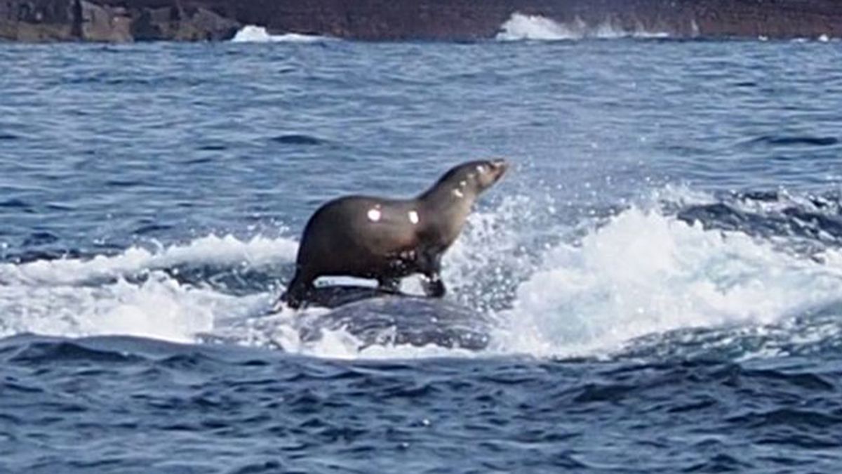 La foca que surfea sobre el lomo de una ballena