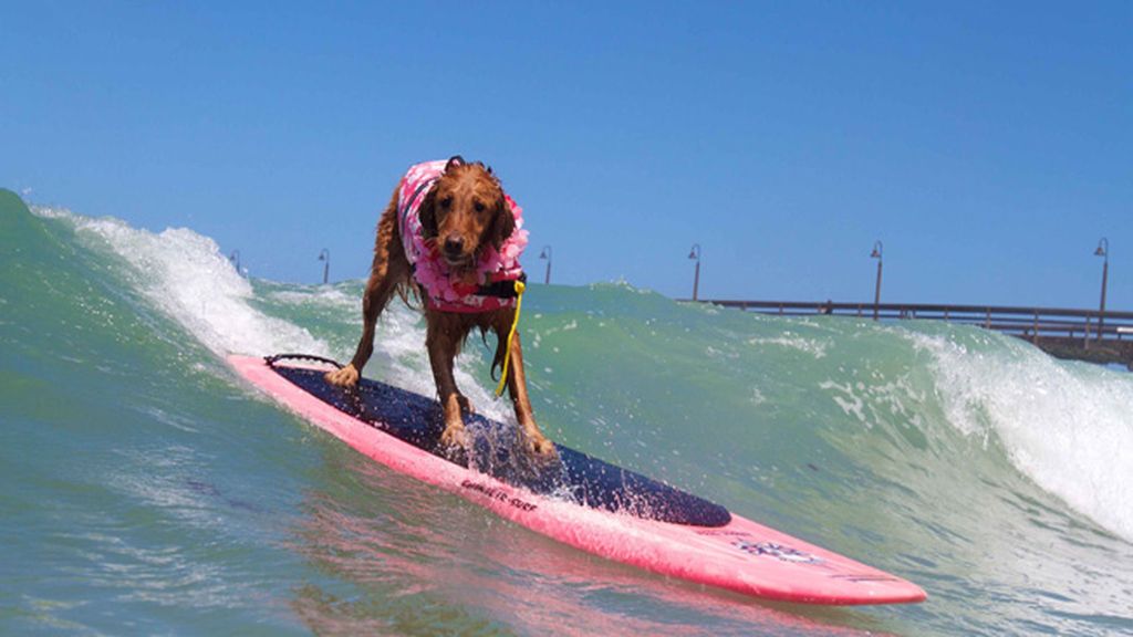 Mascotas que cambian su collar por una tabla de surf
