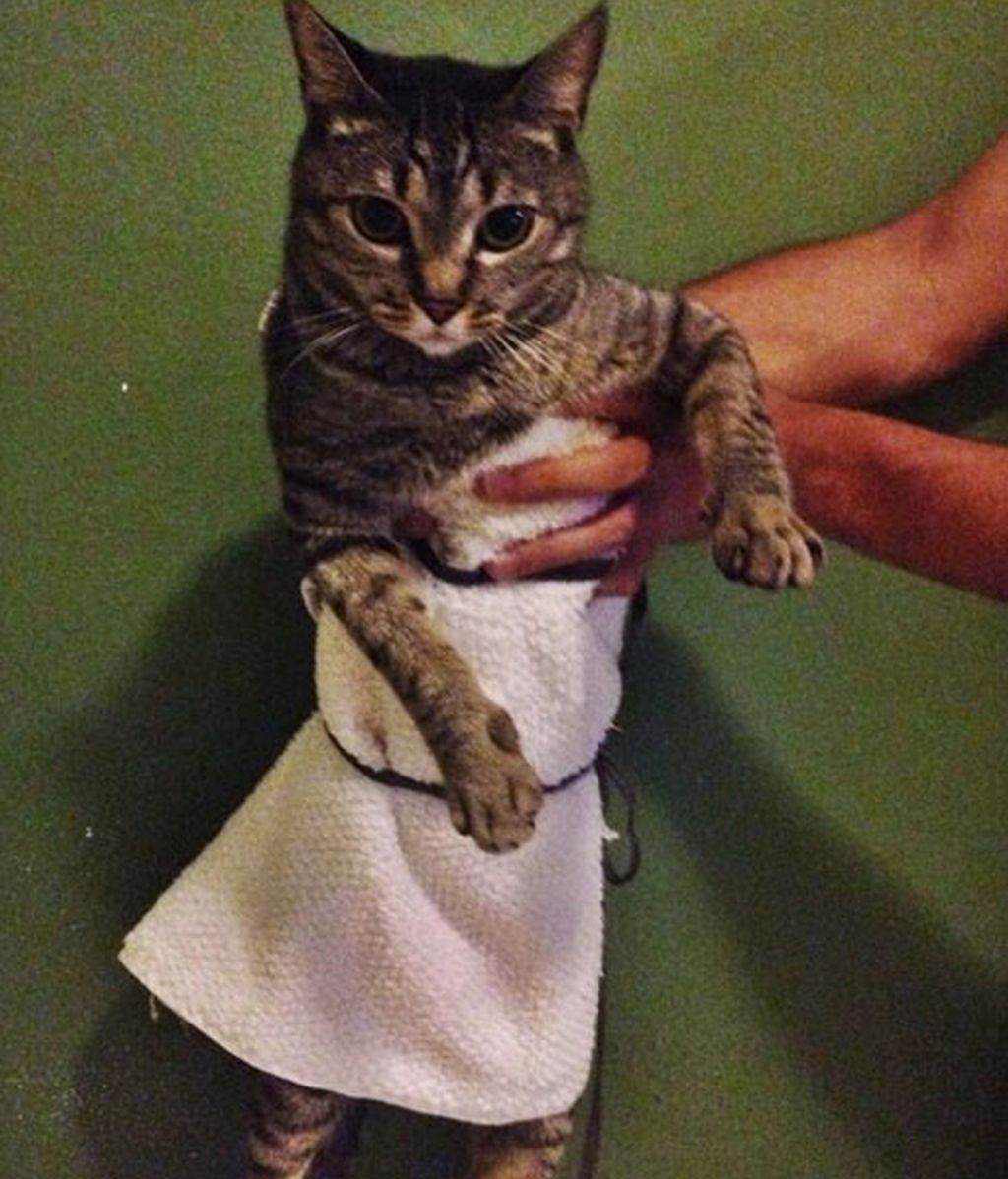 El vestido de Jennifer Lawrence causa furor en Twitter