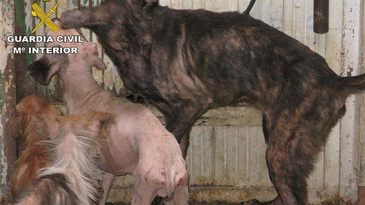Perros víctimas del maltratador de animales de Benaguasil