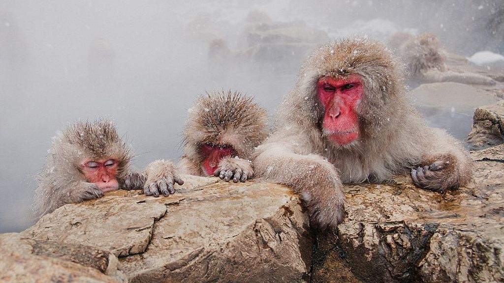Las increíbles fotos presentadas a los premios Sony World Photography 2016